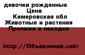 2 девочки рожденные 2.11.17 › Цена ­ 10 000 - Кемеровская обл. Животные и растения » Пропажи и находки   